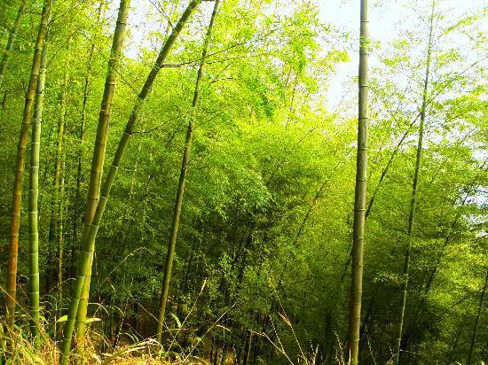 Jinyun Mountain Natural Reserve